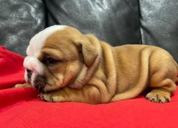 Cuccioli di bulldog britannico in adozione | Foto 1