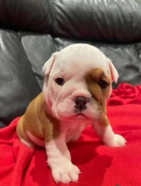 Cuccioli di bulldog britannico in adozione | Foto 0