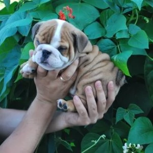 Cuccioli di bulldog britannico in adozione | Foto 0