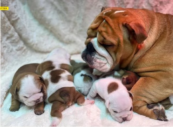 Cuccioli di bulldog britannico in adozione | Foto 0