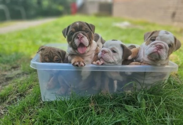 Cuccioli di bulldog britannico in adozione