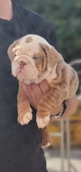 Cuccioli di bulldog britannico in adozione | Foto 0