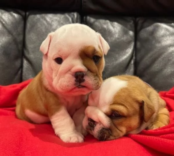 Cuccioli di bulldog britannico in adozione | Foto 0