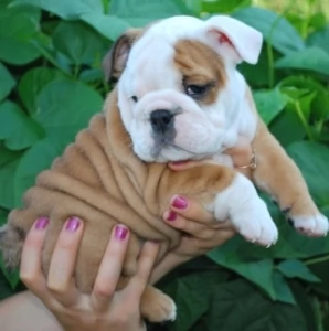 Cuccioli di bulldog britannico in adozione | Foto 1