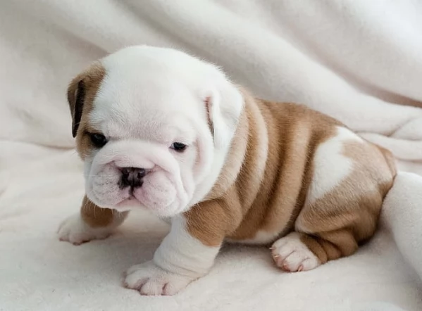 Cuccioli di bulldog britannico in adozione