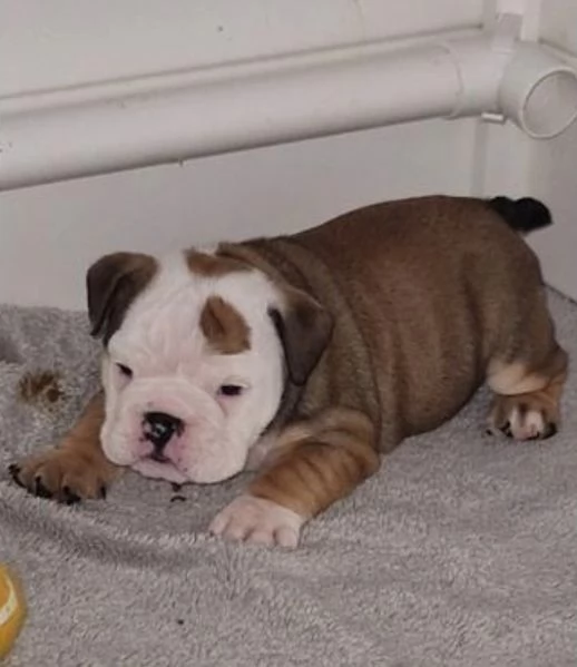 Cuccioli di bulldog britannico in adozione