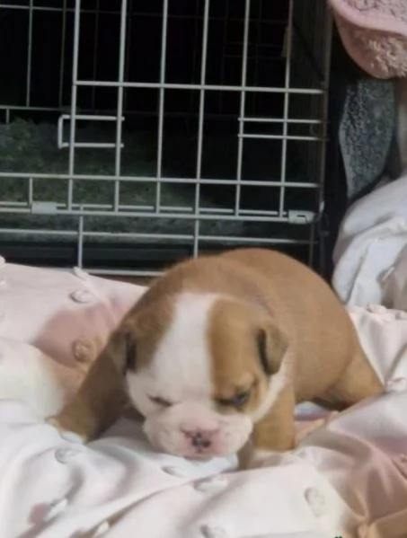 Cuccioli di bulldog britannico in adozione | Foto 3