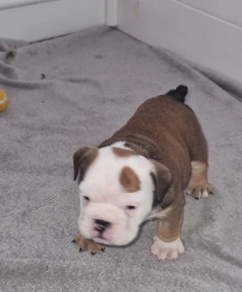 Cuccioli di bulldog britannico in adozione | Foto 2