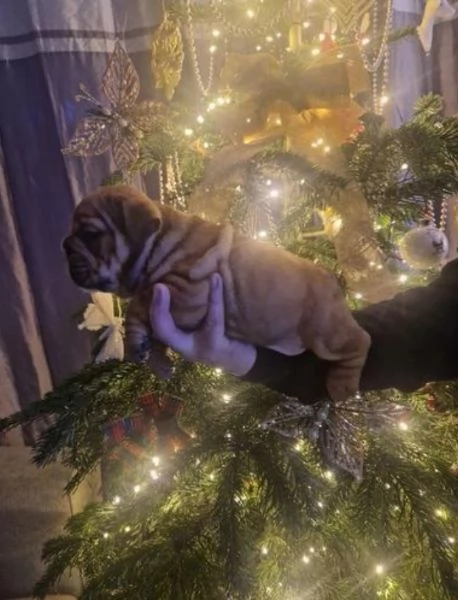 Cuccioli di bulldog britannico in adozione | Foto 1