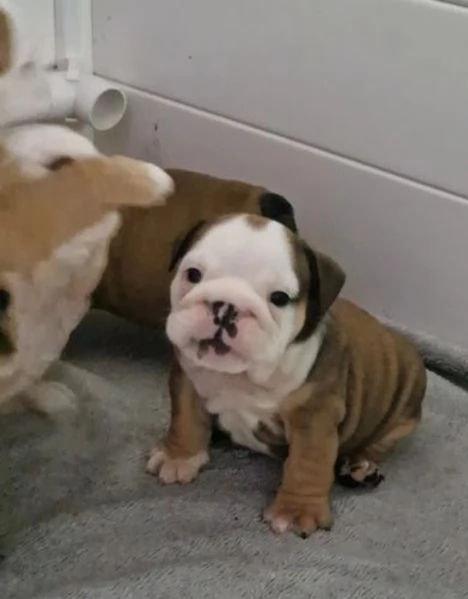 Cuccioli di bulldog britannico in adozione | Foto 0