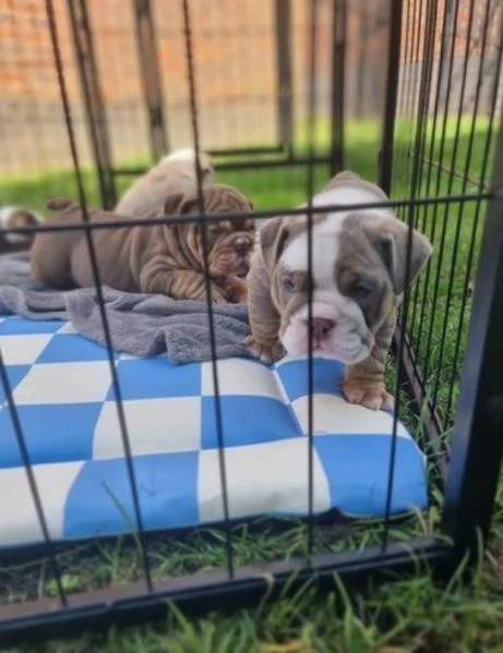 Cuccioli di bulldog britannico in adozione