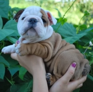 Cuccioli di bulldog britannico in adozione | Foto 1