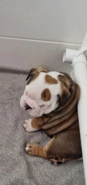 Cuccioli di bulldog britannico in adozione | Foto 1