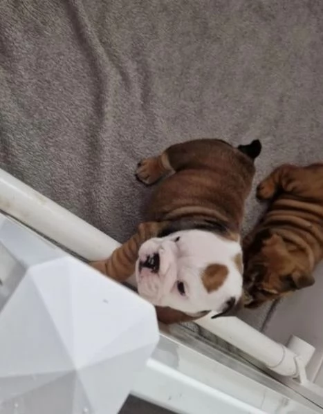 Cuccioli di bulldog britannico in adozione | Foto 0