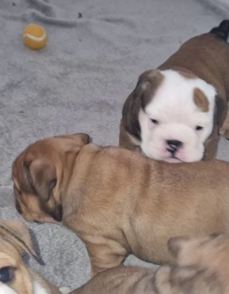 Cuccioli di bulldog britannico in adozione | Foto 0