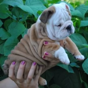 Cuccioli di bulldog britannico in adozione | Foto 1