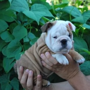 Cuccioli di bulldog britannico in adozione | Foto 1