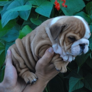 Cuccioli di bulldog britannico in adozione | Foto 1