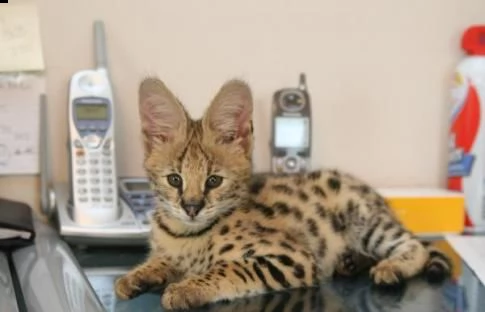 disponibili splendidi cuccioli di serval e savannah