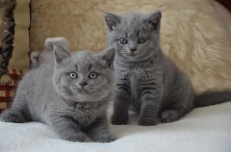 stupendi british shorthair gattini!!!