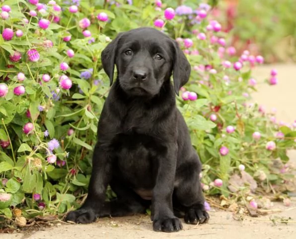 bellissimi cuccioli di labrador retriever | Foto 6