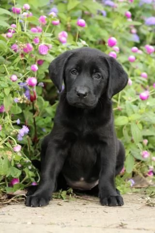 bellissimi cuccioli di labrador retriever | Foto 5