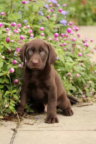 bellissimi cuccioli di labrador retriever