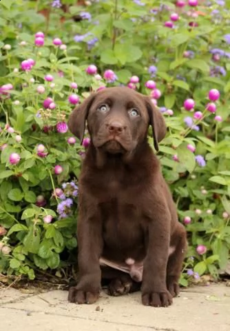 bellissimi cuccioli di labrador retriever | Foto 4