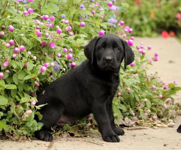 bellissimi cuccioli di labrador retriever | Foto 3