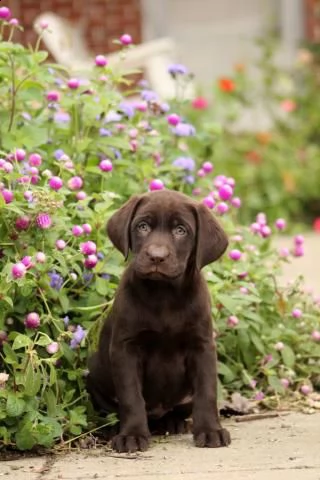 bellissimi cuccioli di labrador retriever | Foto 2