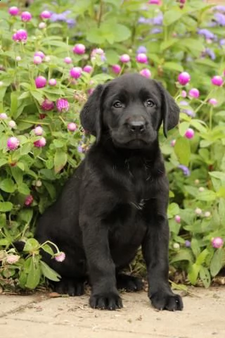 bellissimi cuccioli di labrador retriever | Foto 1