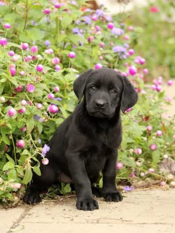 bellissimi cuccioli di labrador retriever | Foto 0