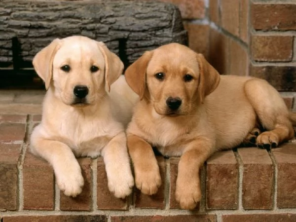 affettuoso labrador retriever