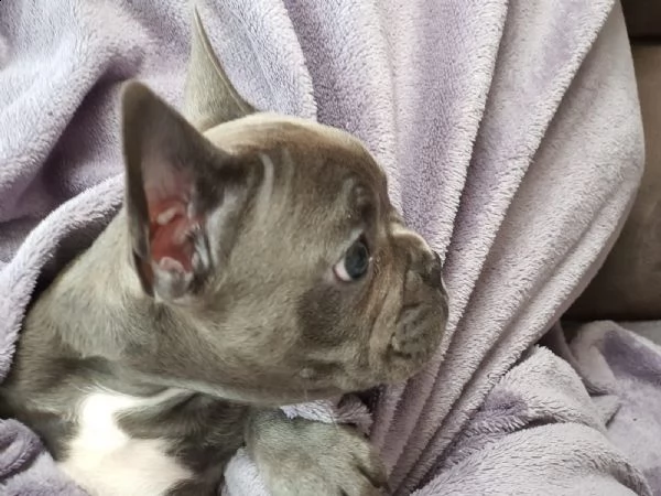 cuccioli bulldog francese - pedigree enci