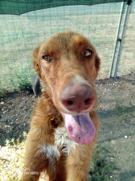 figaro il tenero cane in cerca di amore | Foto 5