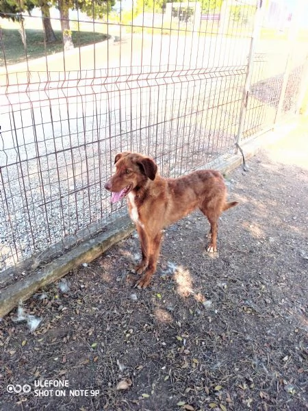 figaro il tenero cane in cerca di amore | Foto 2