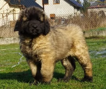 ultimi cuccioli leonberger disponibili