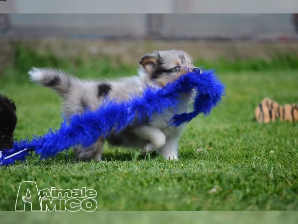 bellissimi maschi e femmine shetland sheepdog cuccioli