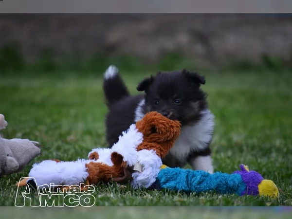 bellissimi maschi e femmine shetland sheepdog cuccioli | Foto 0