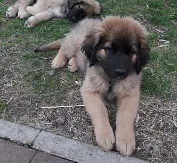 cuccioli di leonberger | Foto 0