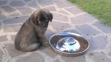 cuccioli di leonberger