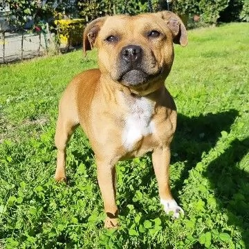 Staffordshire bull terrier cuccioli  | Foto 2