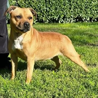 Staffordshire bull terrier cuccioli 