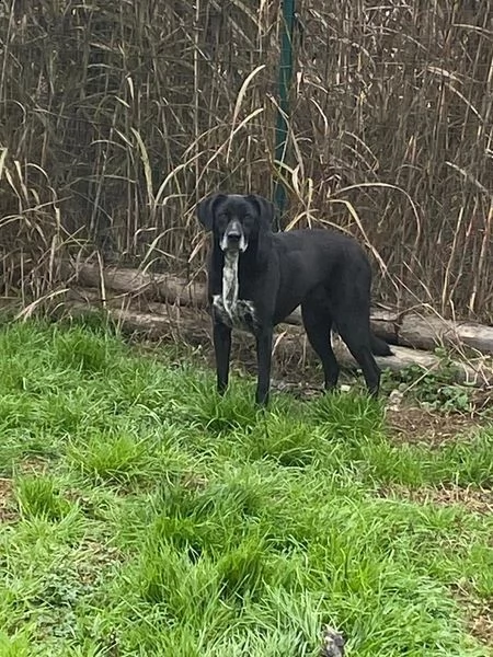 lia: splendida cagnolina da adottare subito !!!! | Foto 3