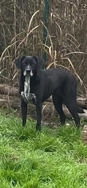 lia: splendida cagnolina da adottare subito !!!! | Foto 2