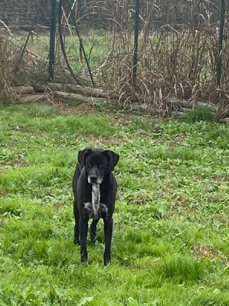 lia: splendida cagnolina da adottare subito !!!! | Foto 1