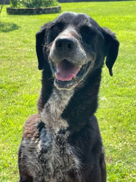 lia: splendida cagnolina da adottare subito !!!! | Foto 0