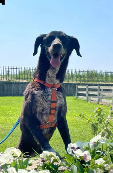 lia: splendida cagnolina da adottare subito !!!!