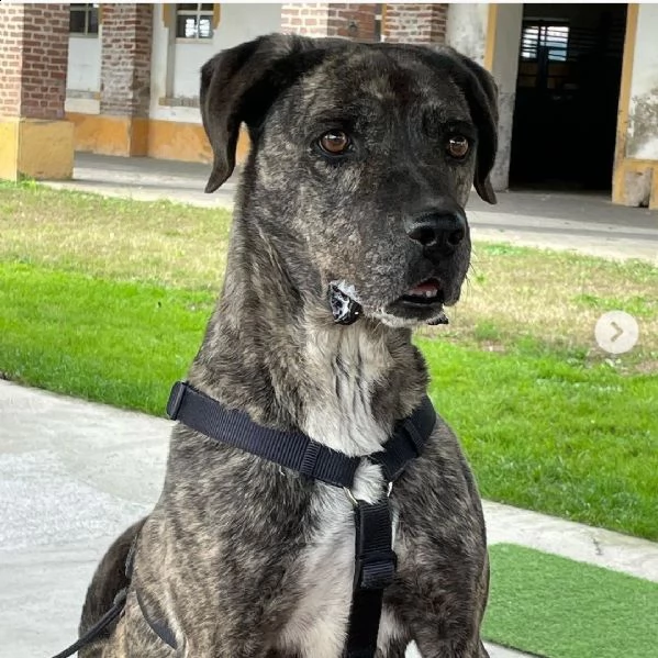 buddy: splendido incrocio cane corso cerca famiglia 