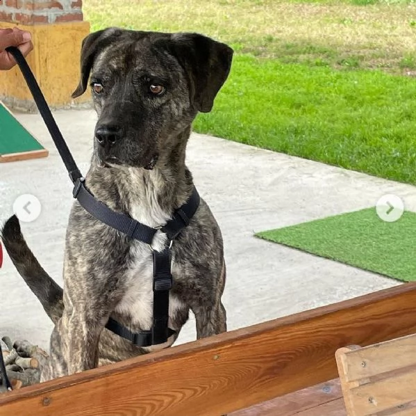 buddy: splendido incrocio cane corso cerca famiglia  | Foto 1